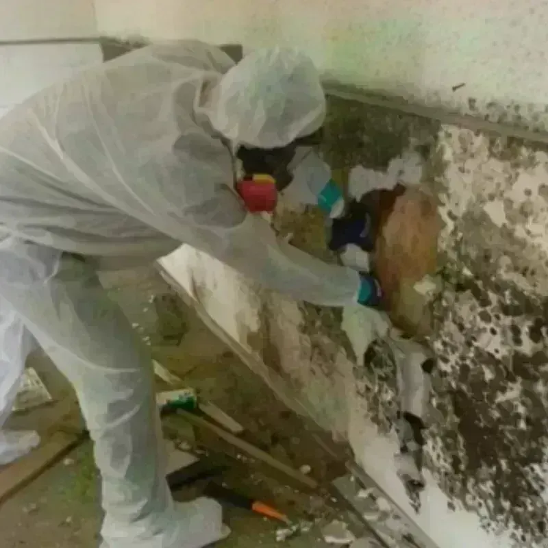 Mold Remediation and Removal in Galliano, LA